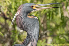 tricolored heron